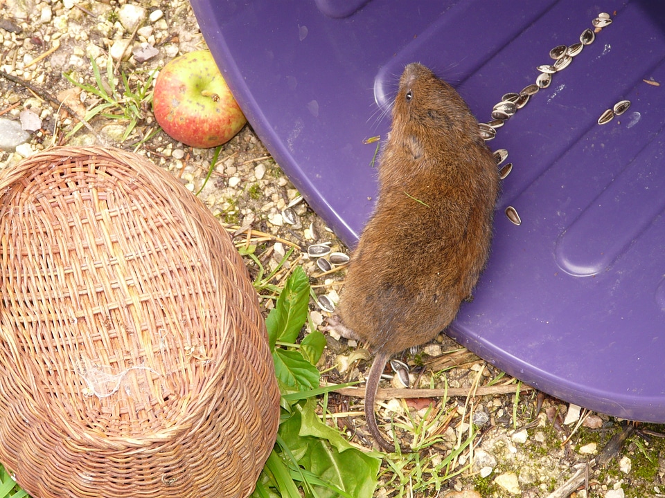 Water vole vole arvicola terrestris