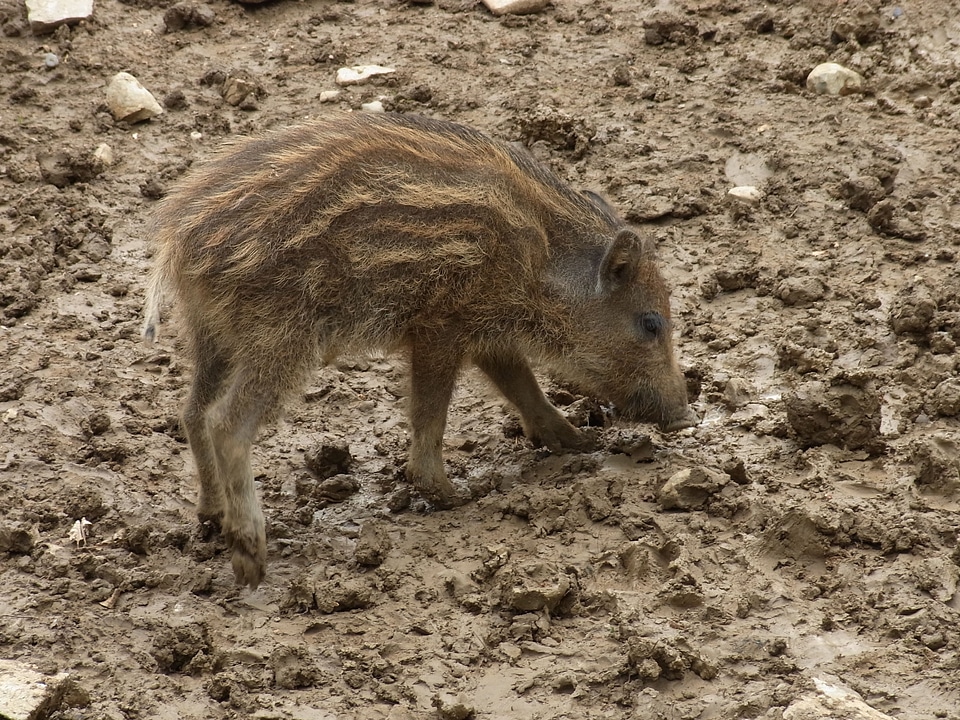 Pig vertebrate mammal