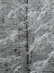 Snow trees icy