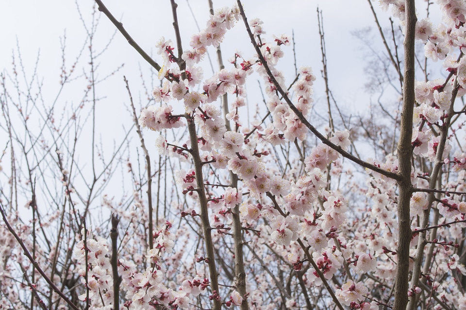 7 Ume