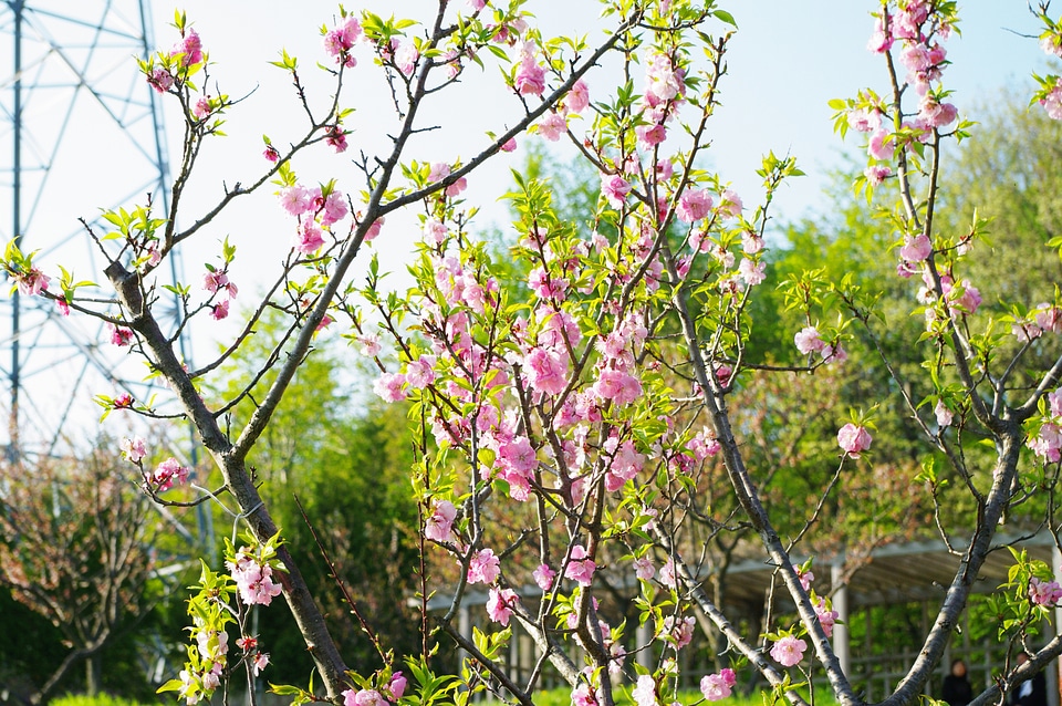 17 Ume