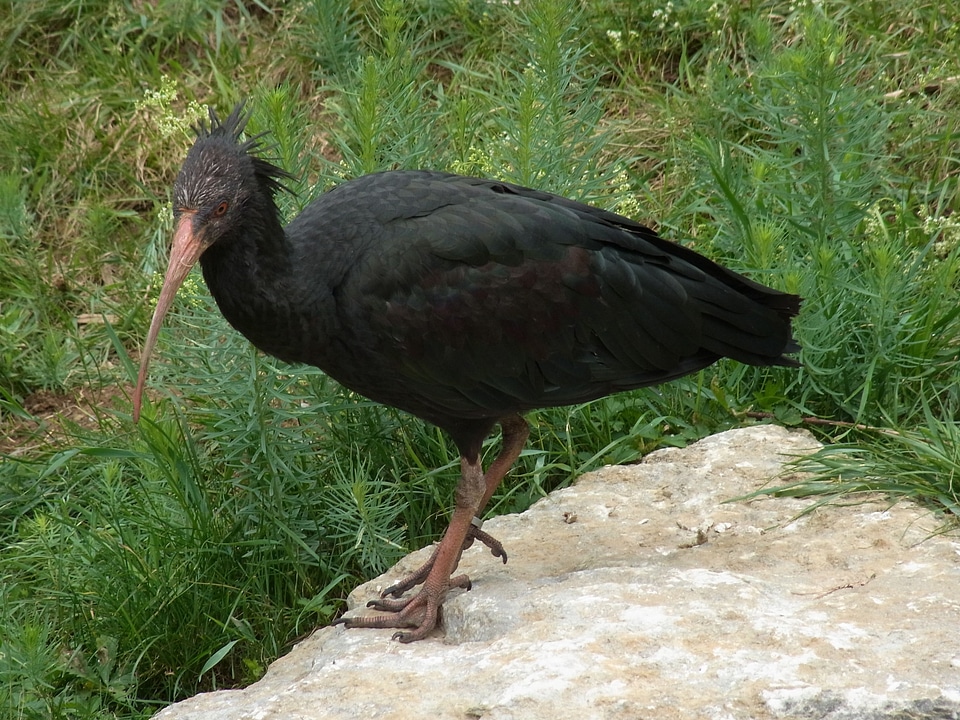 Animal nature vertebrate