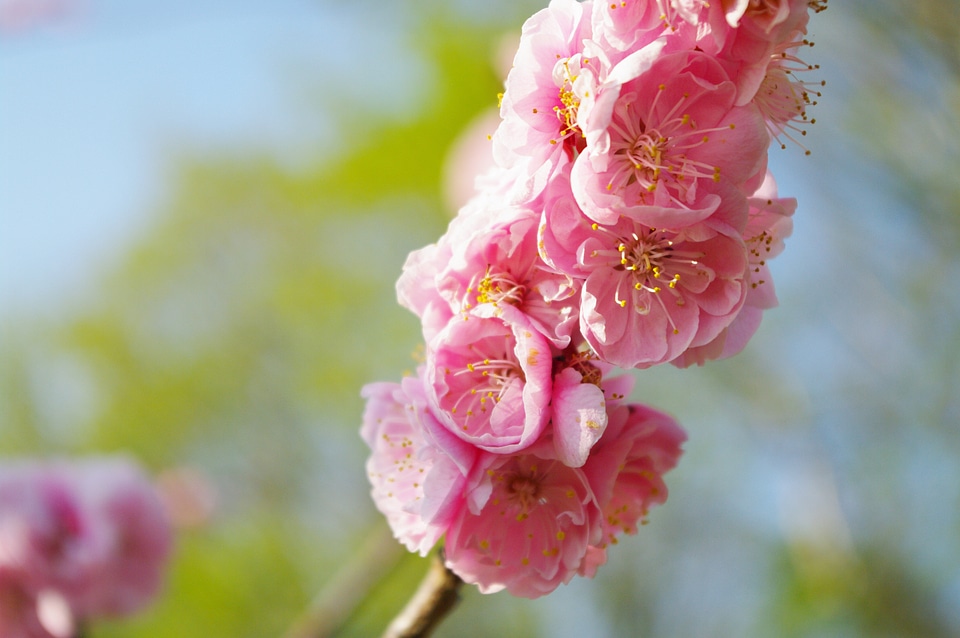 27 Ume