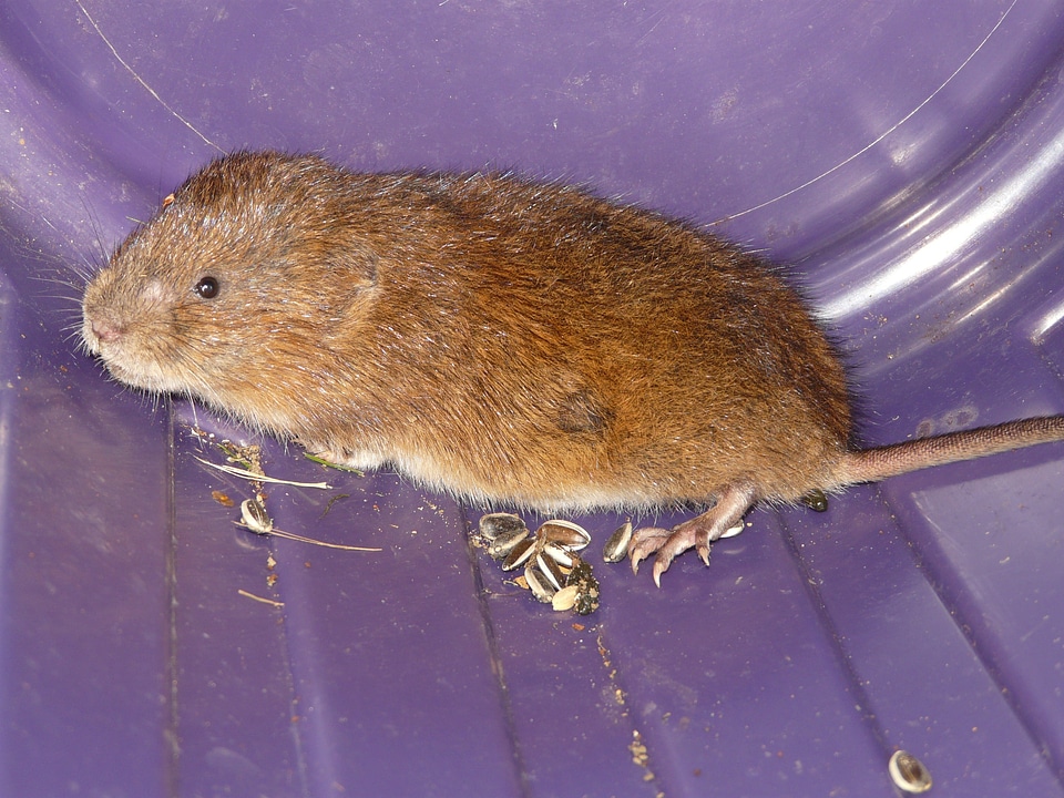 Large vole vole arvicola terrestris