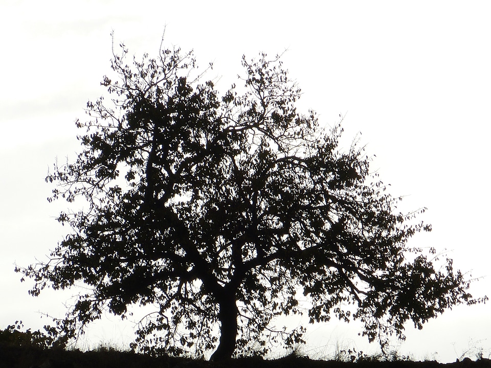 Silhouette black and white outline