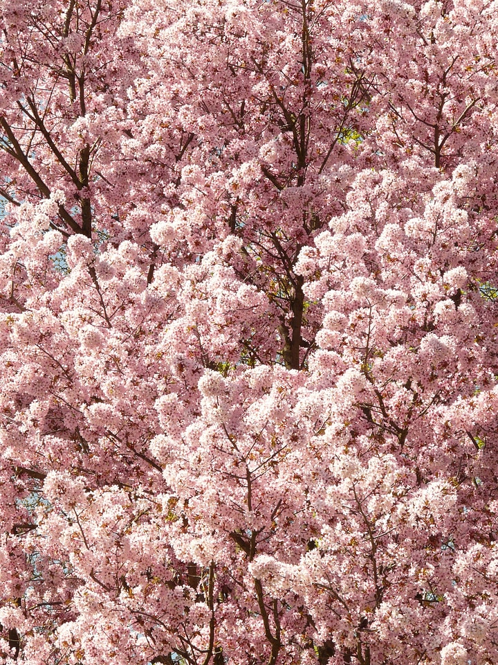 Tree japanese cherry japanese flowering cherry