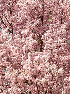 Tree japanese cherry japanese flowering cherry