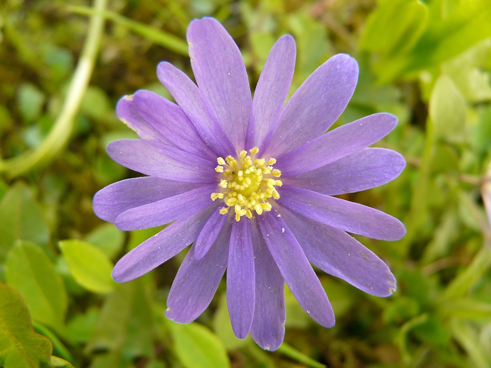 Flower plant blossom
