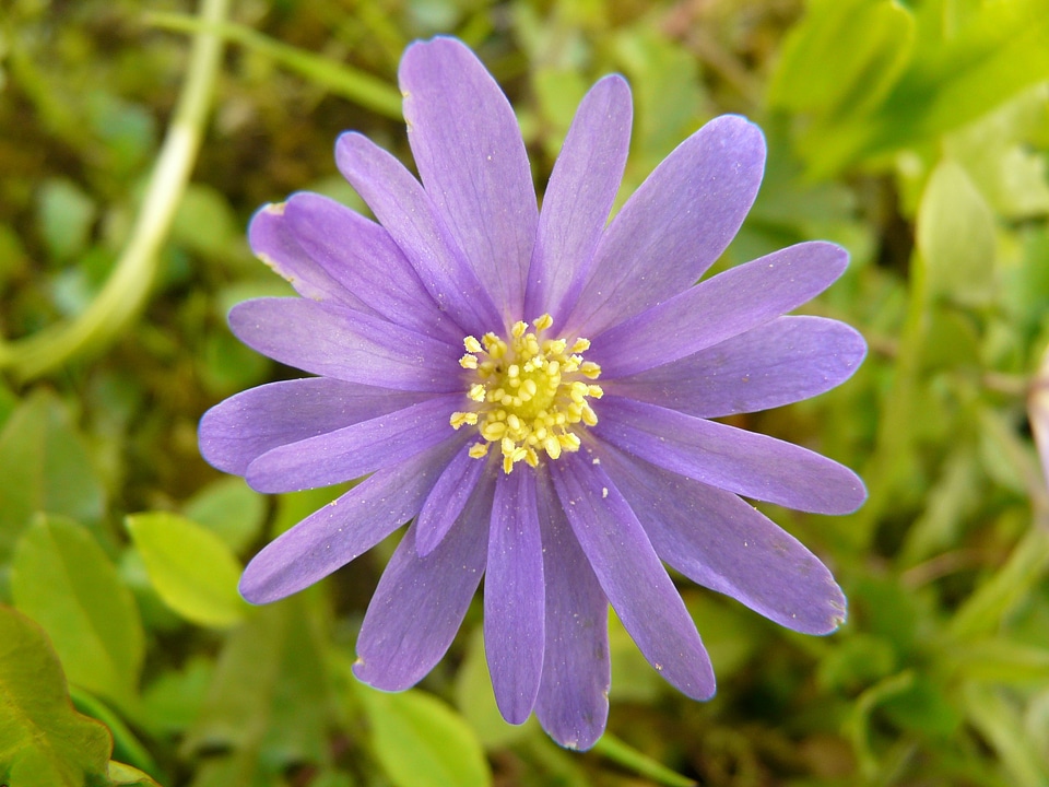 Flower plant blossom photo