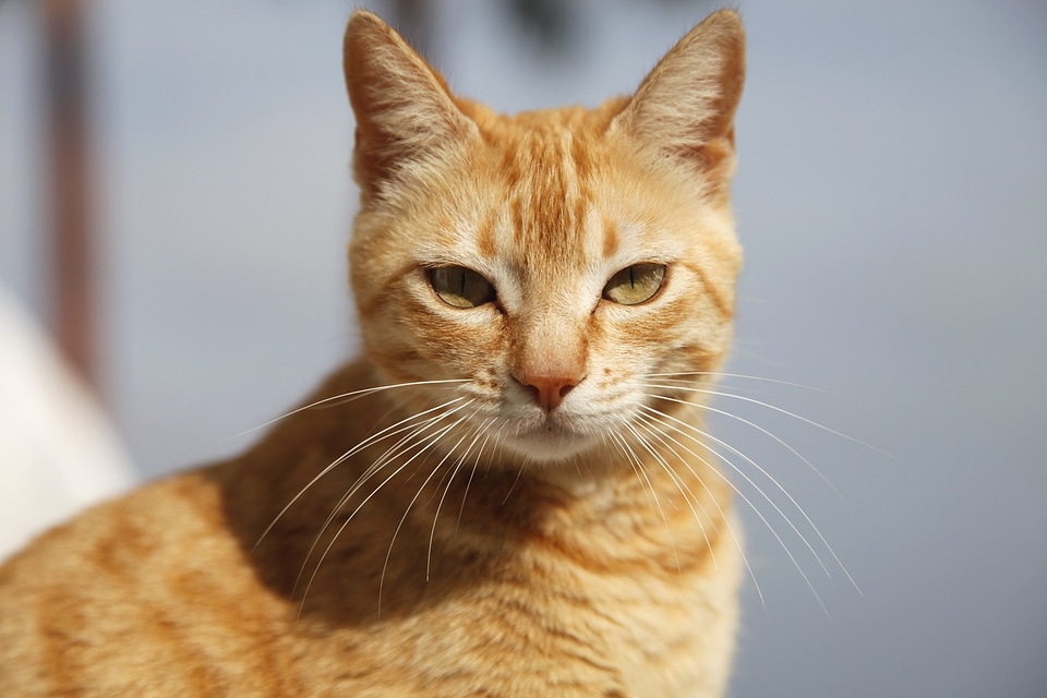 Fauna feline moustache