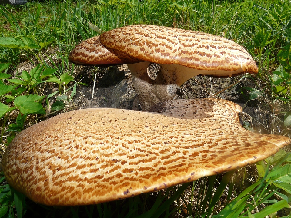 Polyporus squamosus fungal species log