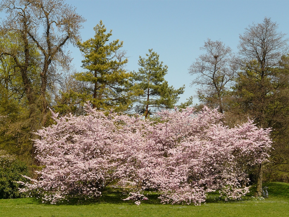 Tree japanese cherry japanese flowering cherry
