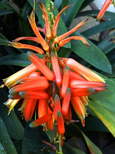 Plant nature tropical