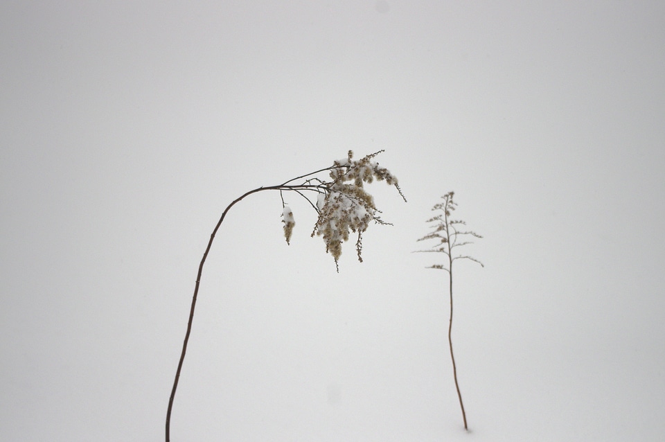 12 Snow