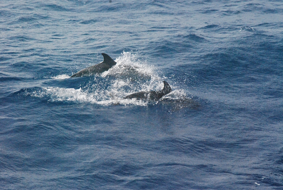 Animals nature ocean