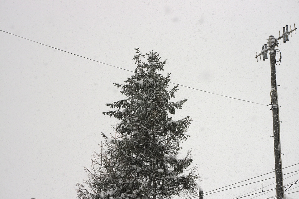 3 Snow and tree