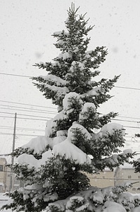 2 Snow and tree photo