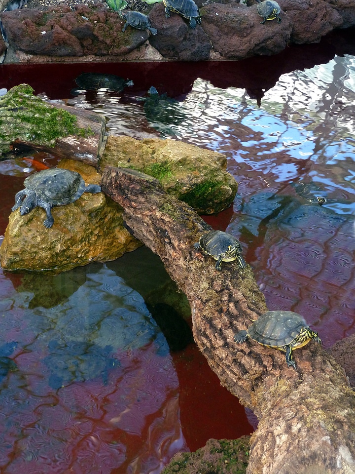 Water nature wildlife