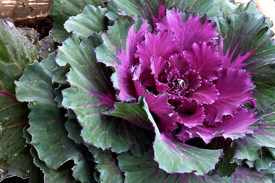 Vegetable food organic