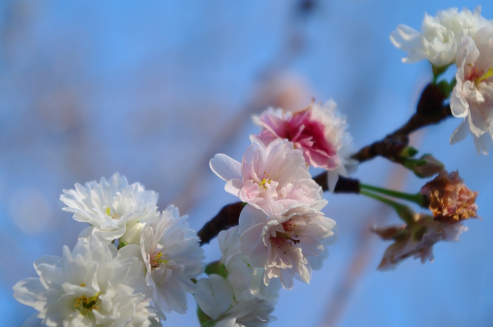 1 Cherry blossoms