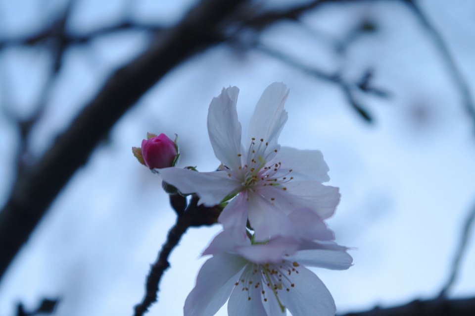 2 Cherry blossoms