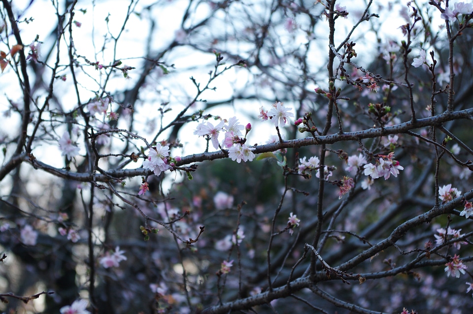 4 Cherry blossoms