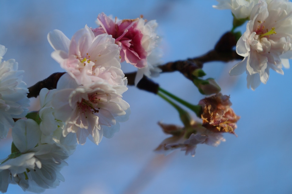 5 Cherry blossoms