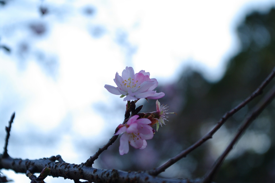 6 Cherry blossoms