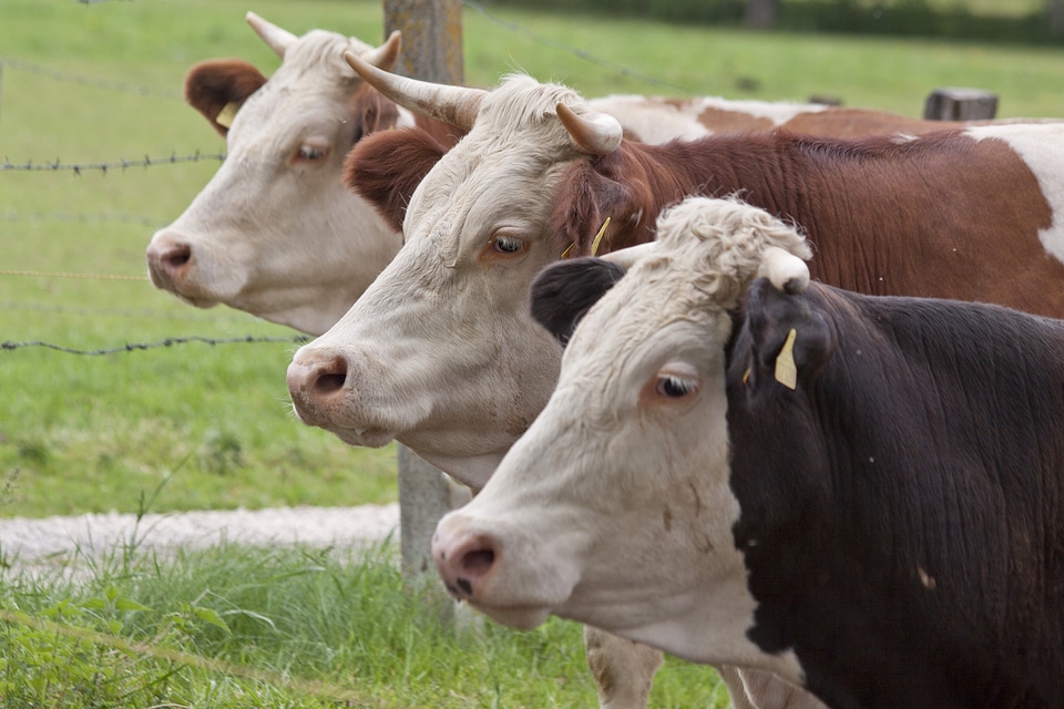 Beef cattle livestock