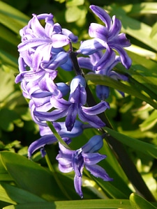 Bloom bloom spring