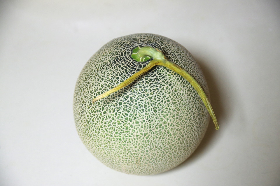 Melon