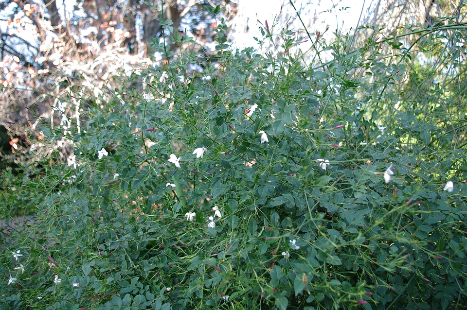 Jasminum grandiflorum