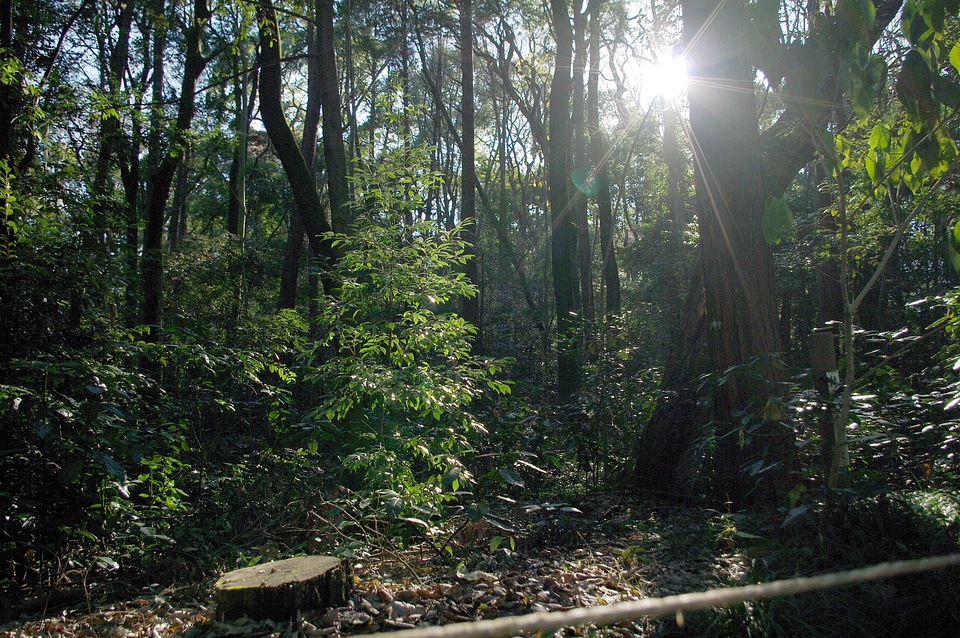 2 Wood and sun
