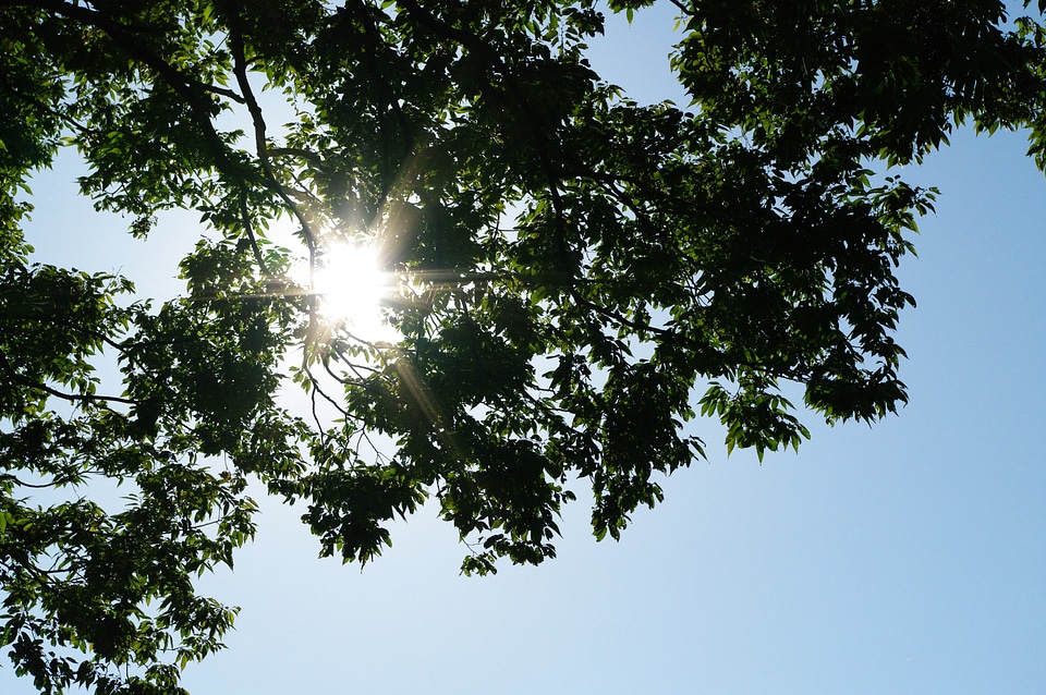 2 Sun and Tree