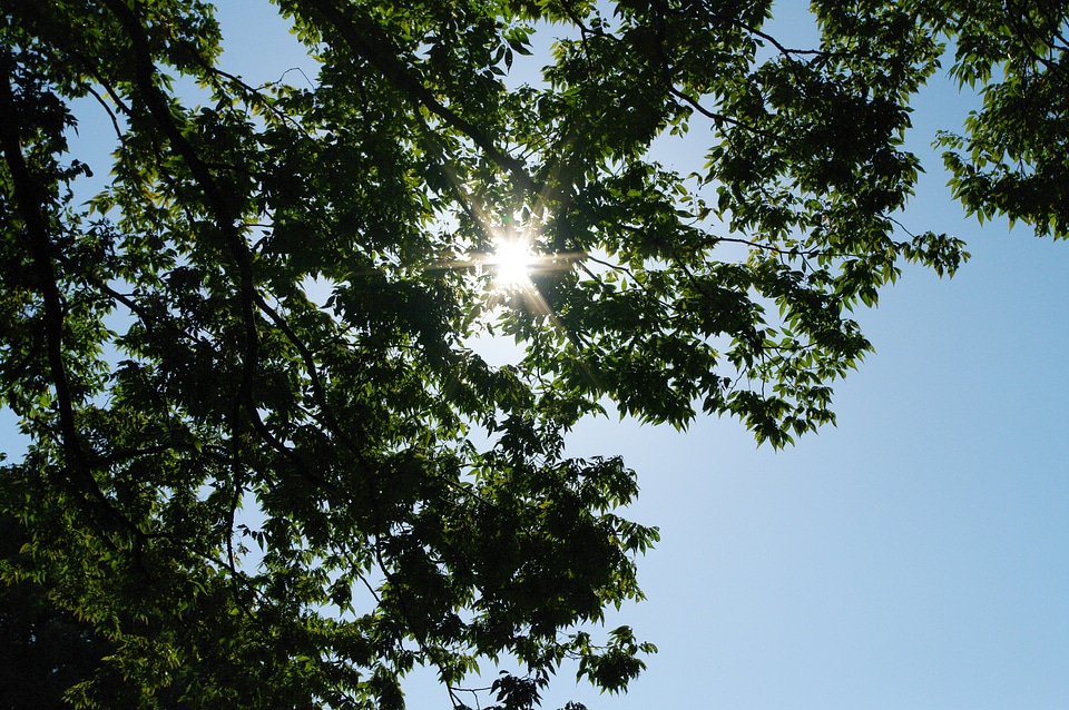 1 Sun and Tree