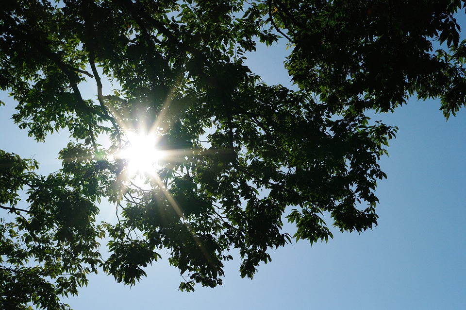 3 Sun and Tree