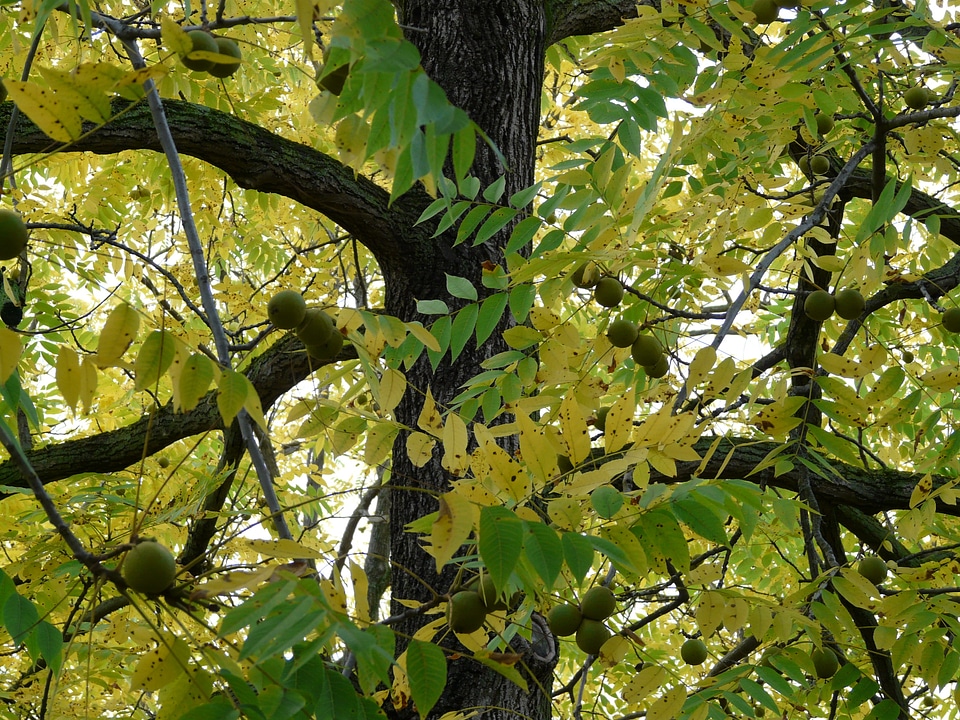 Juglans nigra similar to walnut walnut crop