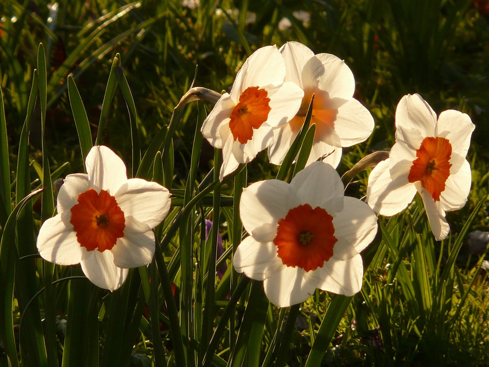 Plant blossom bloom