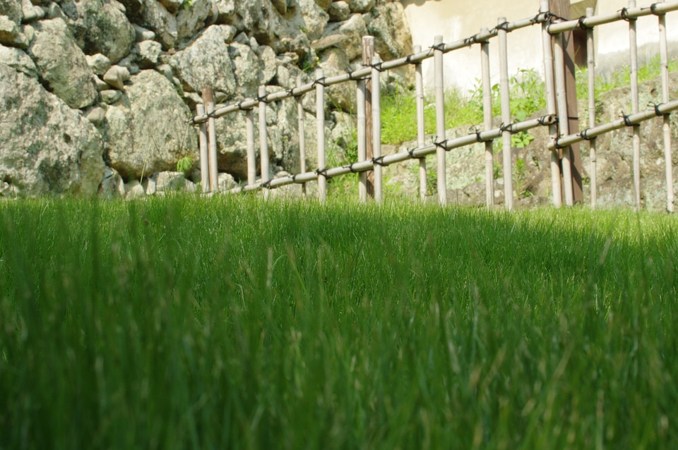 2 Lawn