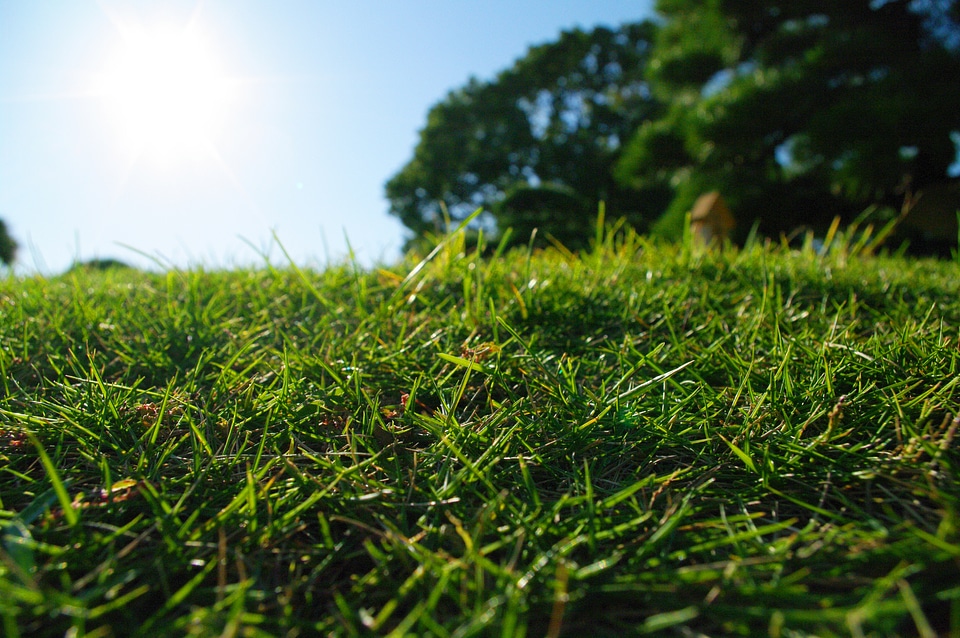 7 Lawn