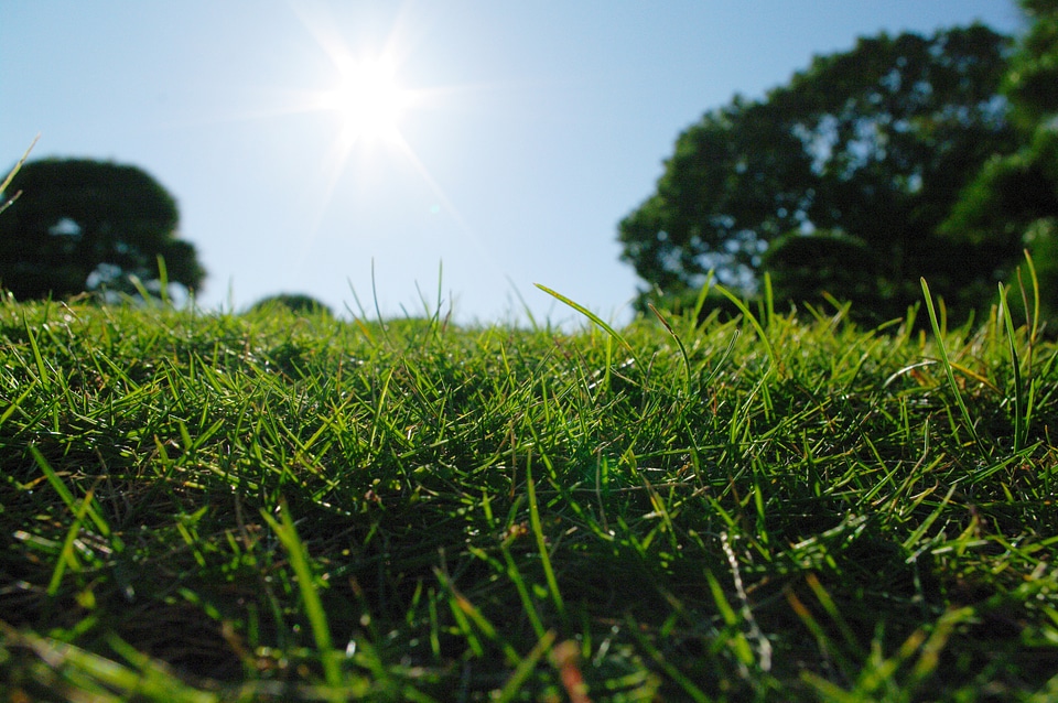 Lawn and sun