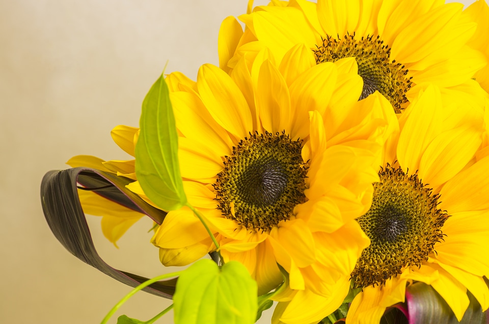 2 Sunflower