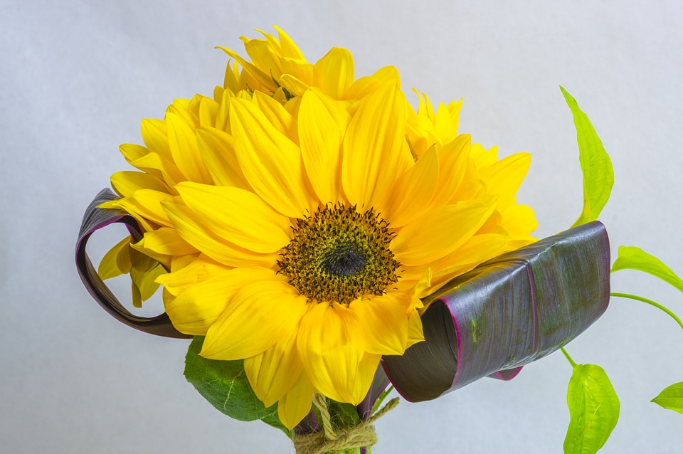 4 Sunflower