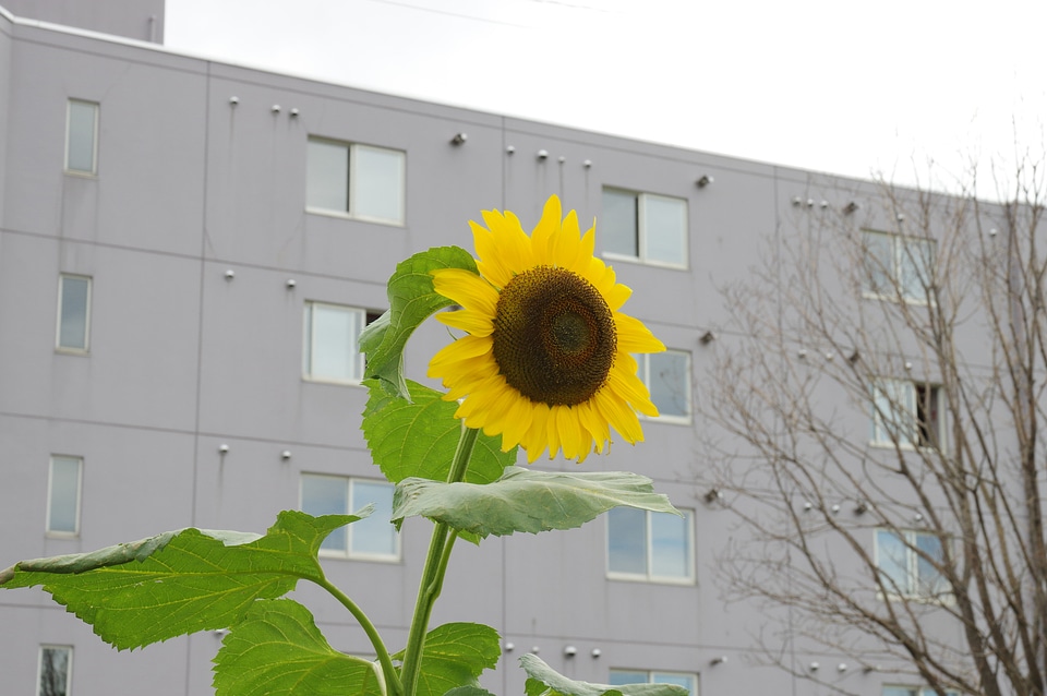 5 Sunflower