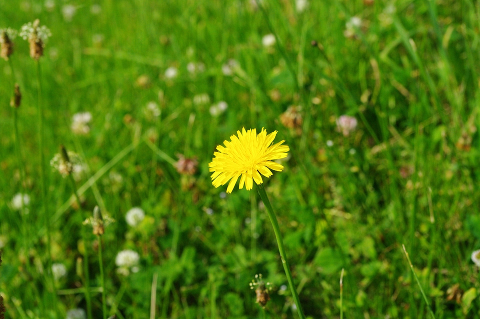4 Dandelion