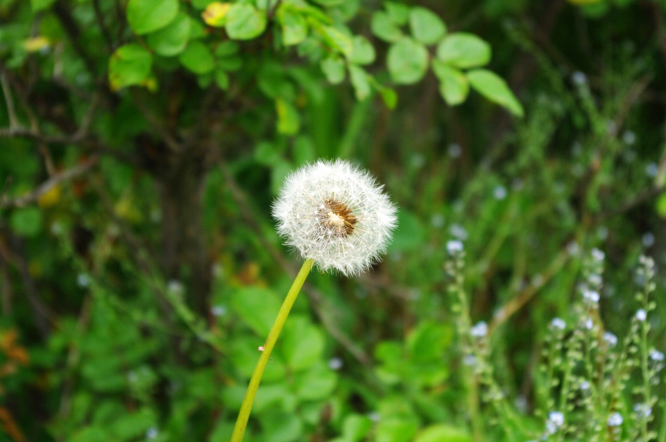 3 Dandelion