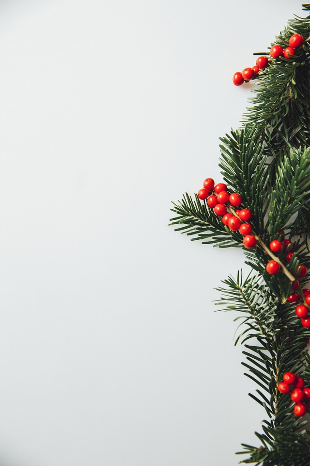 Christmas Fir With Holly