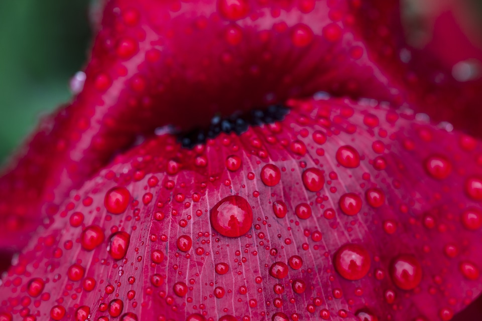 Bloom With Raindrops