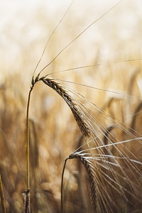 Bio Wheat Agriculture photo