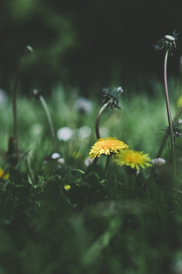 Flowering Meadow Dandelion